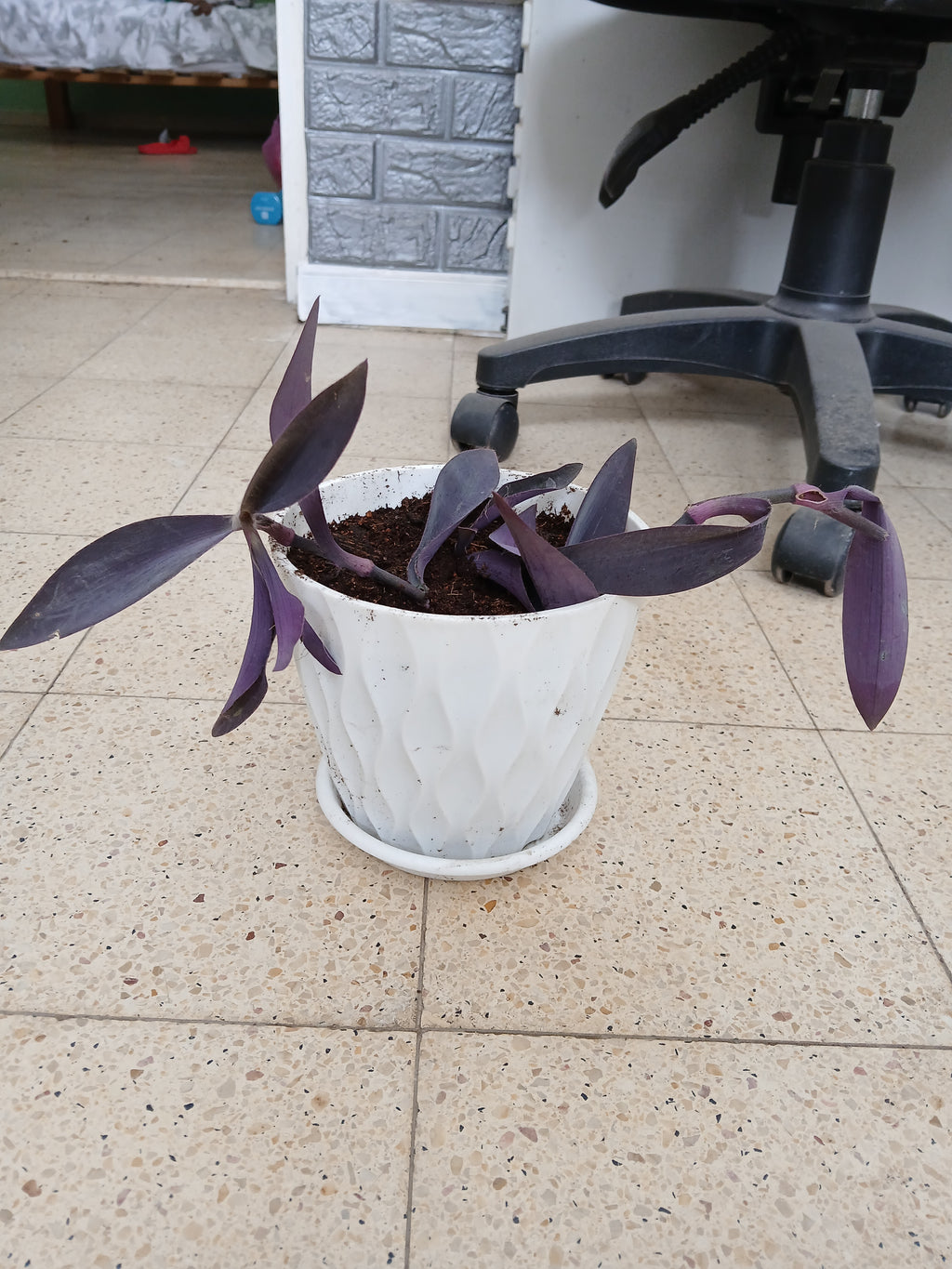 Tradescantia Pallida purple heart