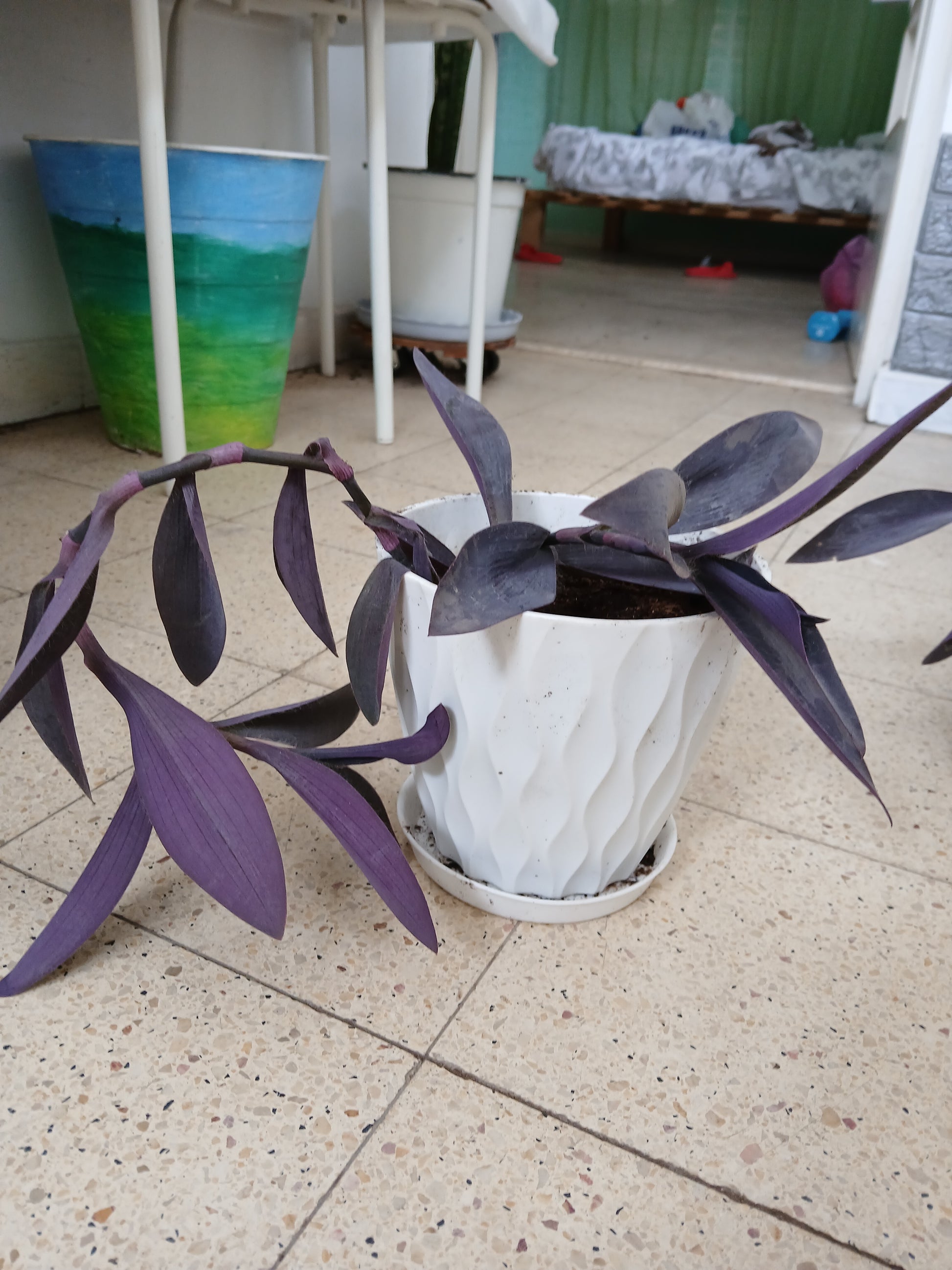 Tradescantia Pallida purple heart