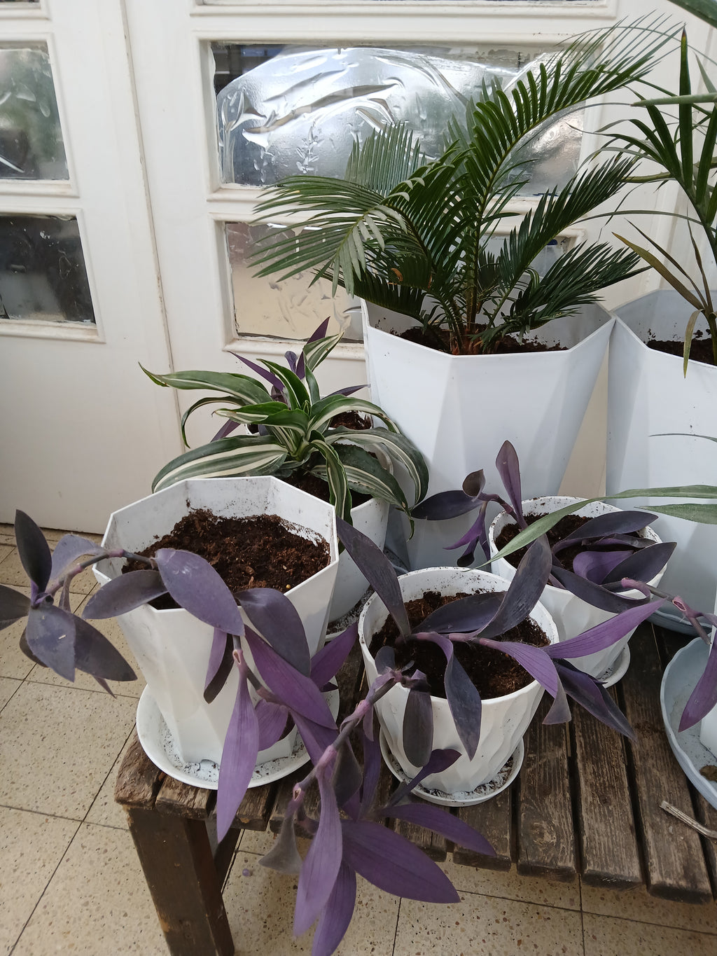 Tradescantia Pallida purple heart