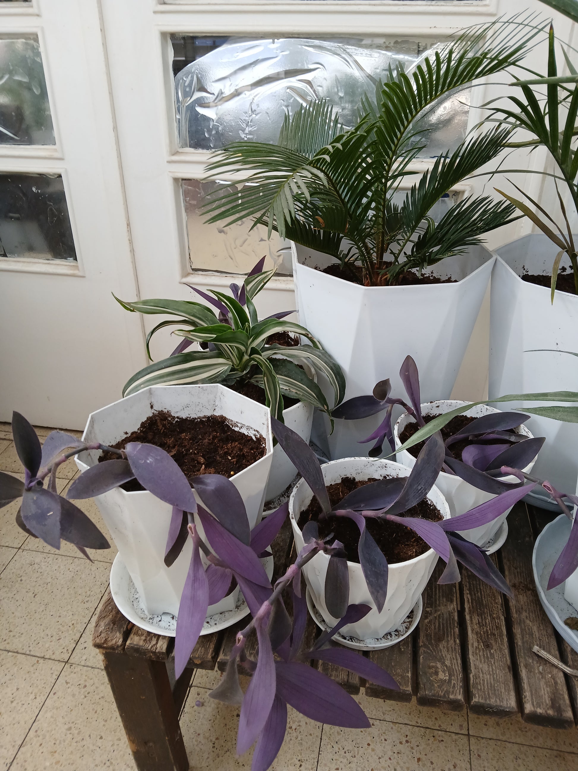 Tradescantia Pallida purple heart