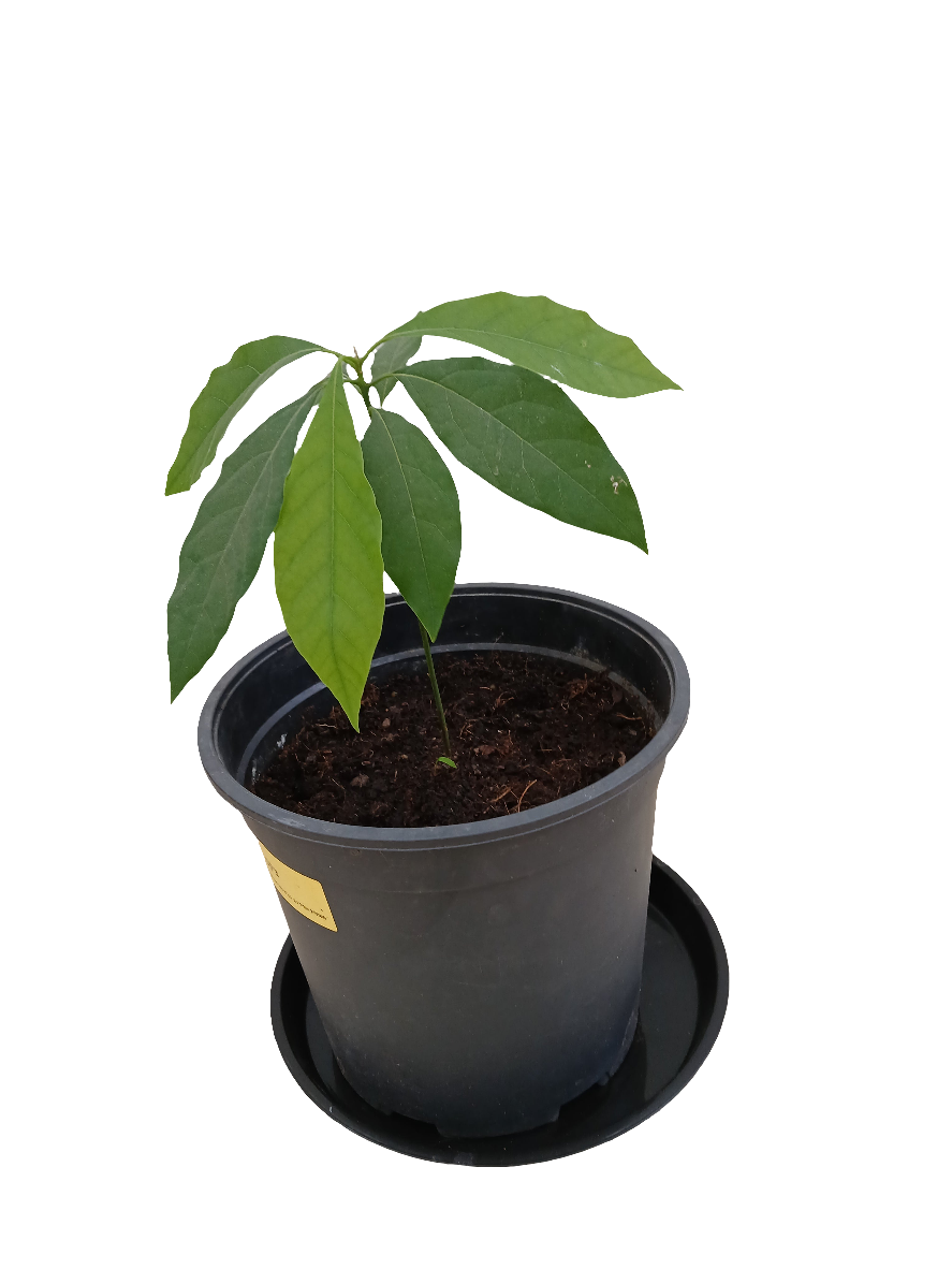 Avocado
