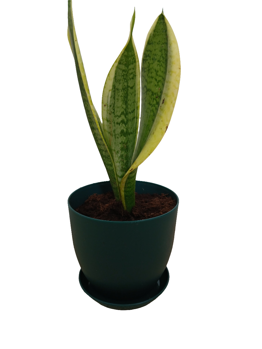 Sansevieria
