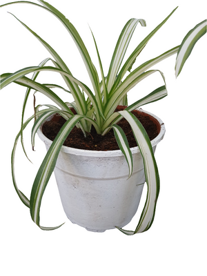 Chlorophytum comosum.