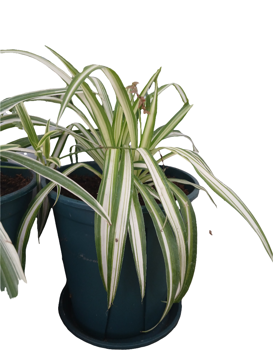 Chlorophytum comosum.