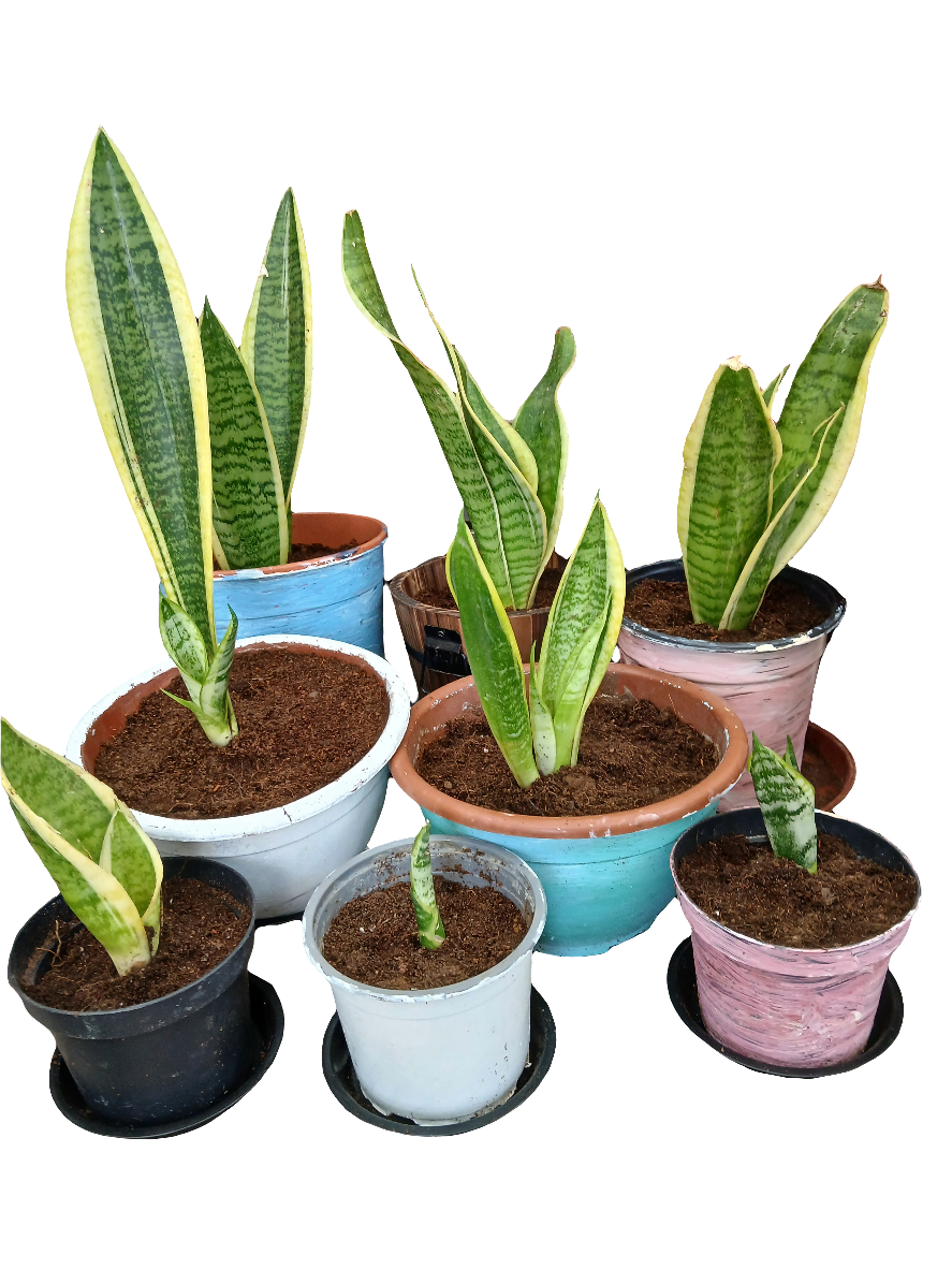 Sansevieria