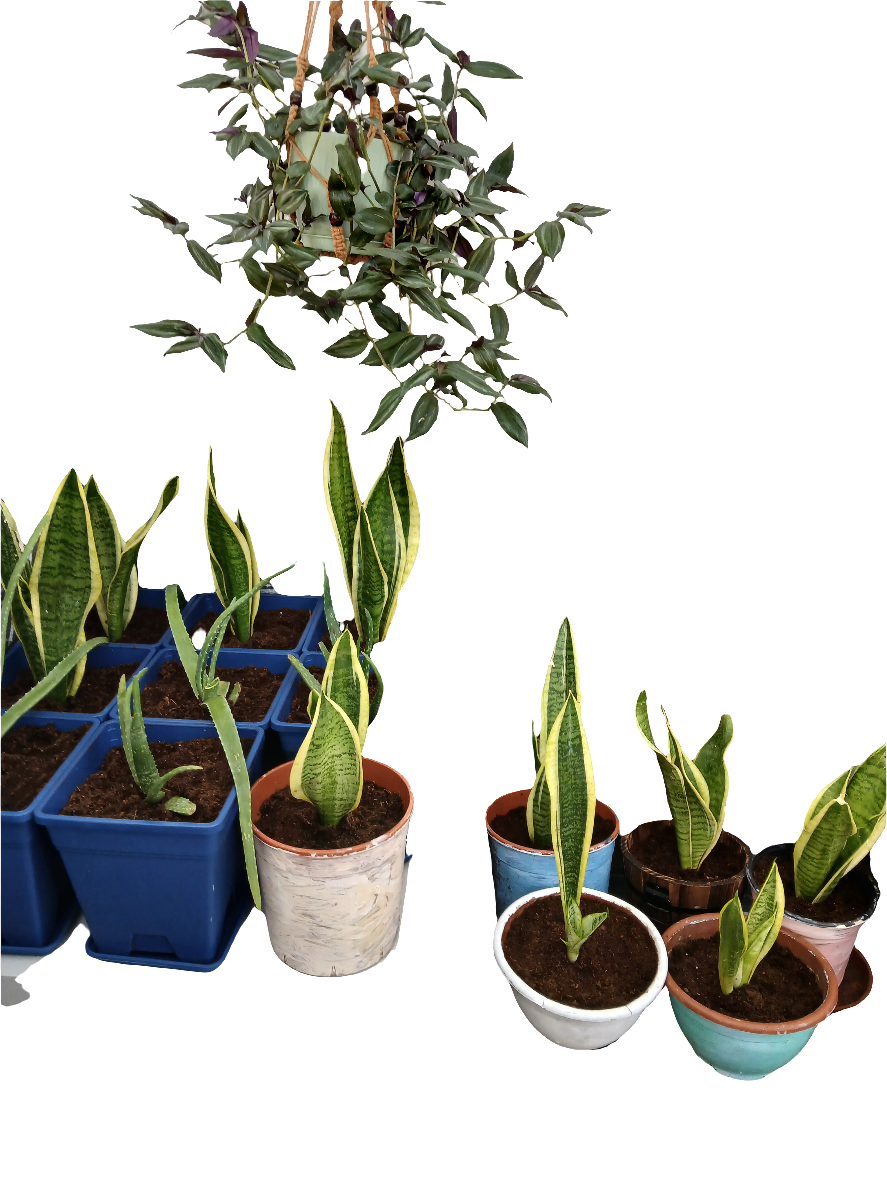Sansevieria
