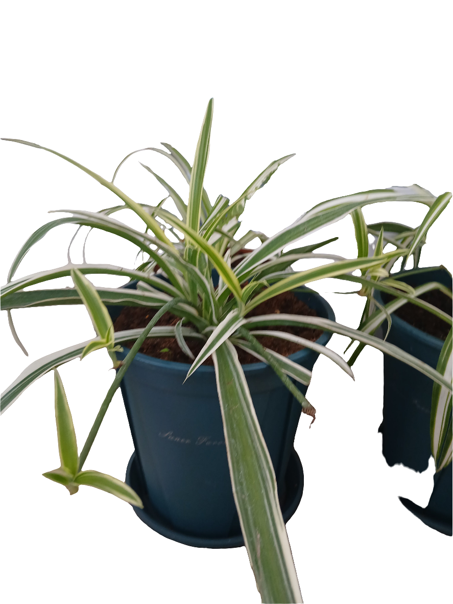 Chlorophytum comosum.
