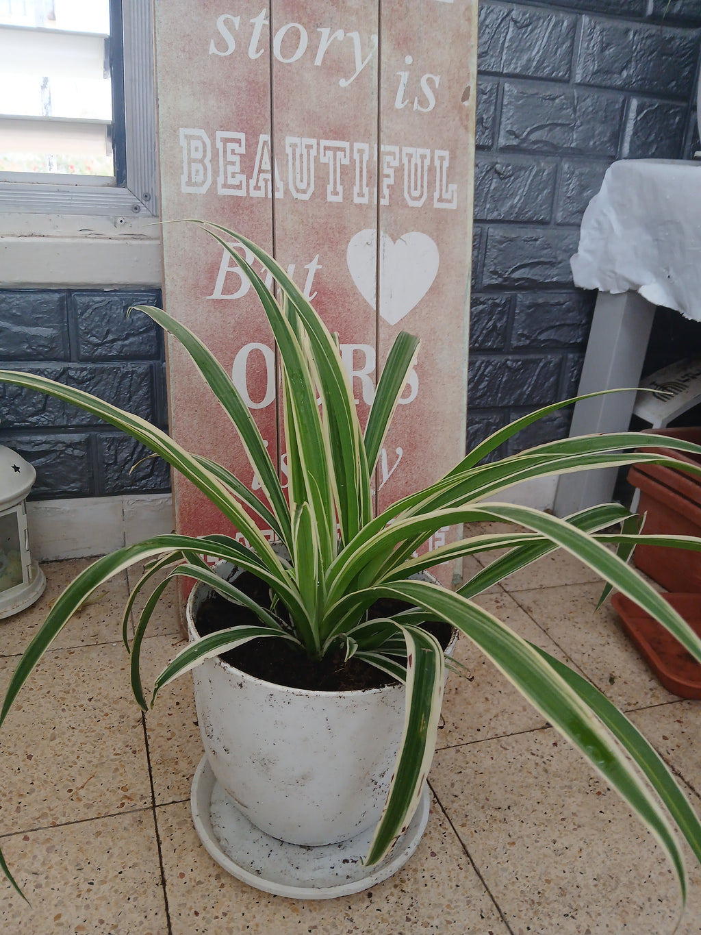 Chlorophytum comosum.