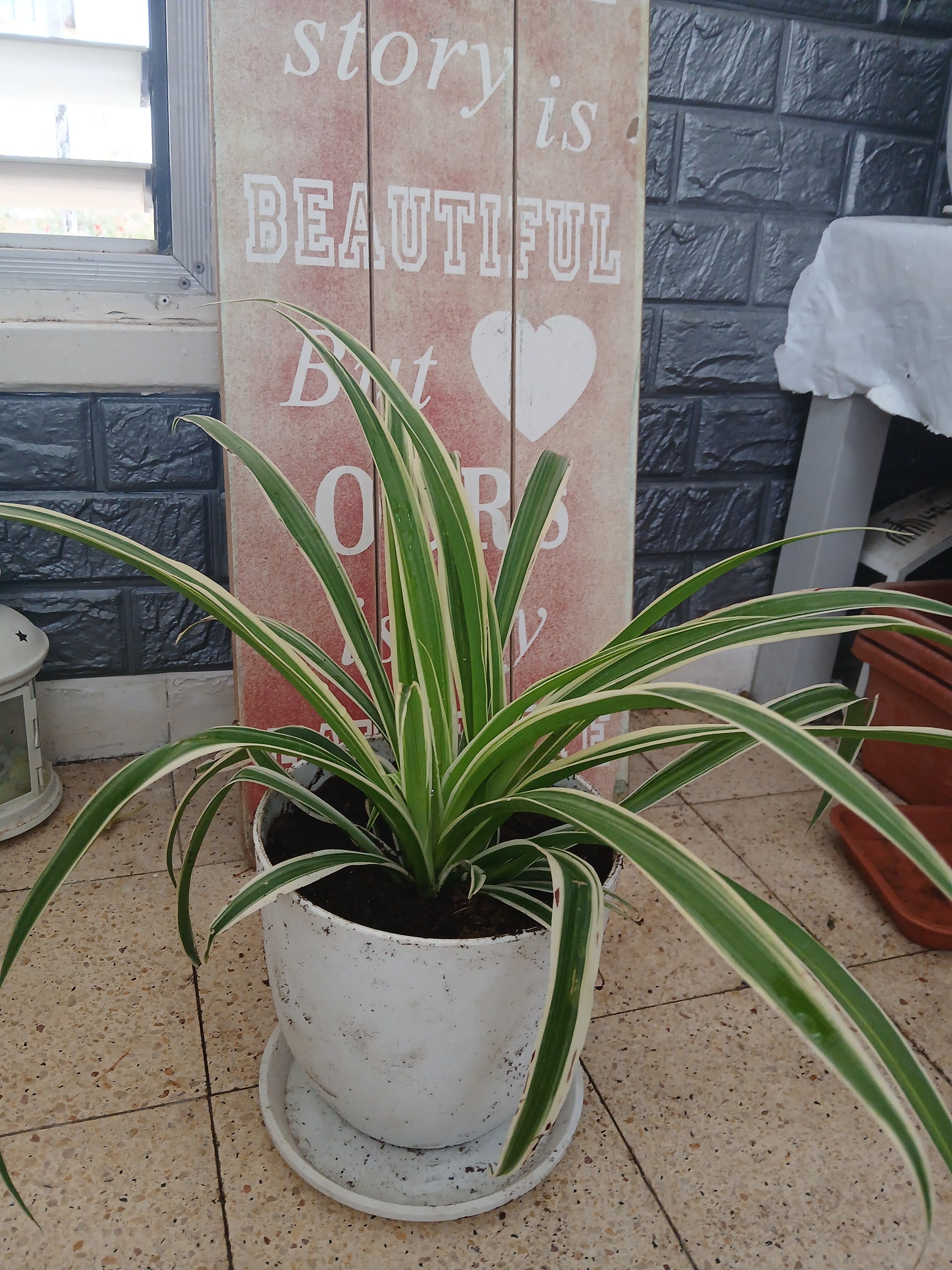 Chlorophytum comosum.