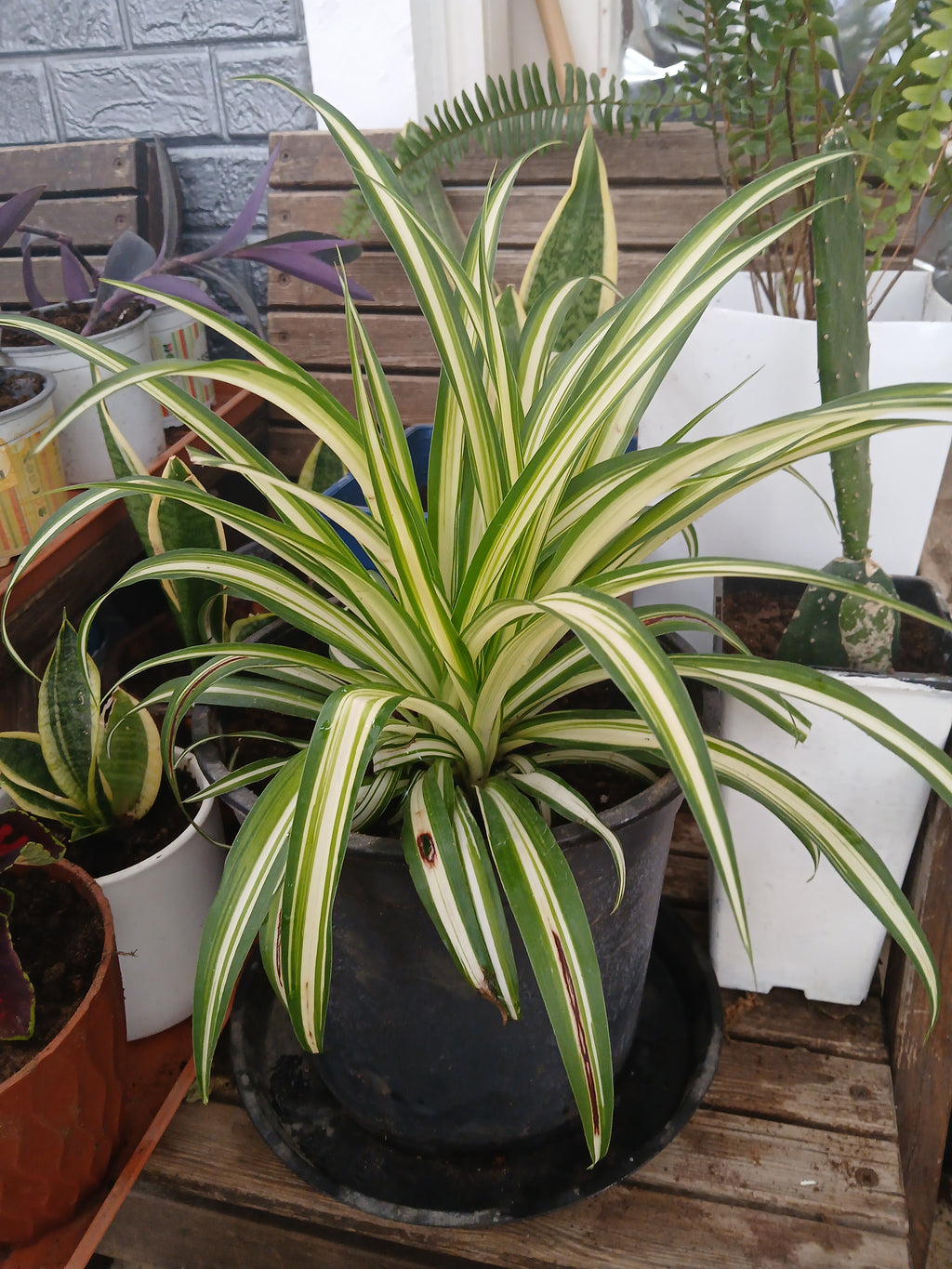 Chlorophytum comosum.